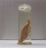 異臂花鮨藏品圖，第2張
